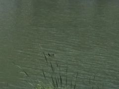 -梅溪湖城市岛