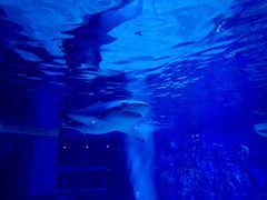 -成都浩海立方海洋公园