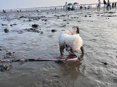-南汇新城海滩