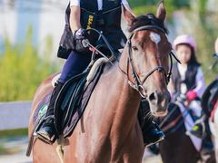 -北京群众马术培训基地