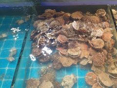 -集杰尚品海鲜烤肉自助餐厅(乳山振华店)