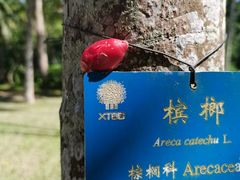 -中国科学院西双版纳热带植物园