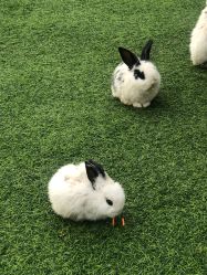 -萌宠亲子动物乐园(槐房万达店)