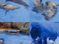 -海合安成都极地海洋公园
