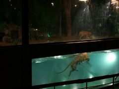 -清迈夜间动物园
