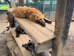 -宫城藏王狐狸村