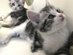 -喵zoo家庭繁育猫舍(尖东智能花园店)