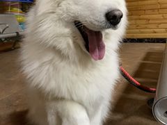 -西博游泳馆