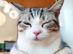 -飞行喵MR PILOT|猫舍·猫咖(静安大融城店)