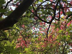 -木兰云雾山