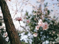 -黛秀湖公园
