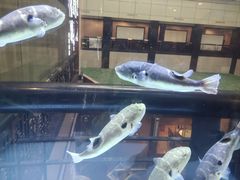 -肆月河豚·淮扬菜·湘菜(华天店)