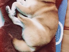 -宠爱有家宠物店(环镇北路店)