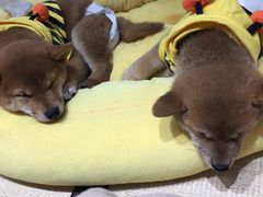 -逗柴咖啡屋·狗咖猫咖宠物桌游