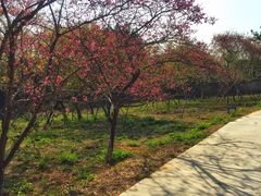 -天适樱花悠乐园