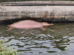 -合肥野生动物园