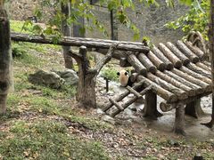 -都江堰中华大熊猫苑