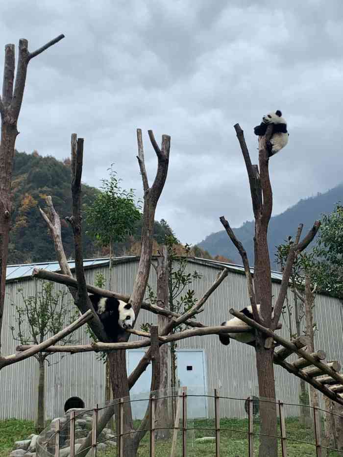 四川卧龙大熊猫基地图片