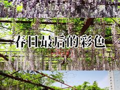 -嘉定紫藤园