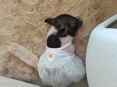 -怪兽屋·羊驼·猫咖·狗咖(俊华广场店)