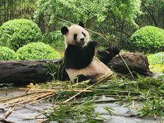 -都江堰中华大熊猫苑