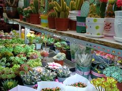 -花鸟鱼虫鲜花绿植市场(玉泉路店)