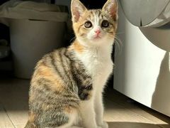 -猫岛主趣味餐厅(鼓浪屿店)