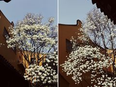 -龙华寺