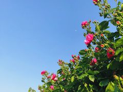 -上海滨江森林公园