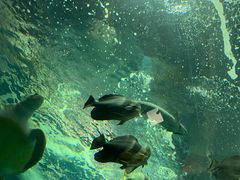 -上海海洋水族馆