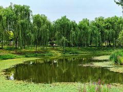 -东郊湿地公园