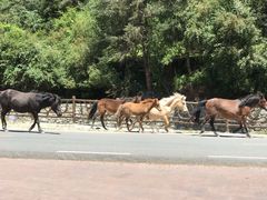 -硗碛藏寨·神木垒景区