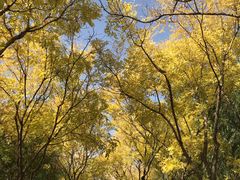 -永定河休闲森林公园