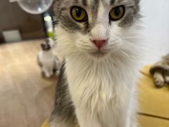 -1013 PET SHOP精品宠物商店(丁香店)