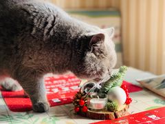 -Rabbit Cafe私房西餐甜点咖啡(栖霞路店)