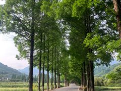 -东天目山风景区