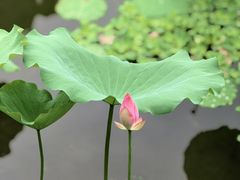 -荔湾湖公园