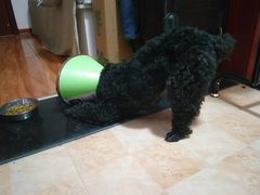 -芭比堂动物医院·犬猫全科·异宠专科(雁塔分院)