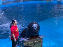 -烟台海昌鲸鲨海洋公园