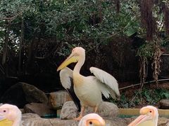 -珠海长隆海洋王国