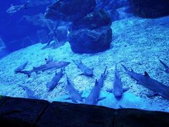 -多彩贵州城极地海洋世界