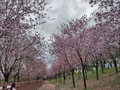 -广东花都湖国家湿地公园