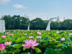 -嘉北郊野公园