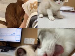 -瑞派康怡24h宠物医院·犬猫医疗中心·微创绝育(瑞景分院)