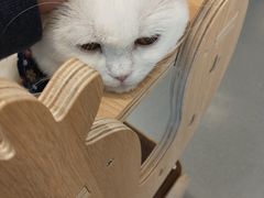 -飞行喵MR PILOT|猫舍·猫咖(静安大融城店)