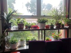 靠窗位-北京龙庆四季香农家饭庄·灶台鱼·碳烤虹鳟鱼(龙庆峡店)