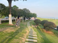 -合肥滨湖国家森林公园