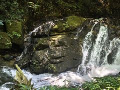 -莫里热带雨林景区