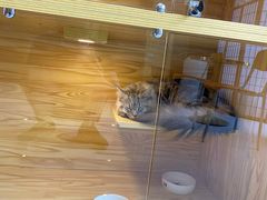 -小猫来了·猫舍(红山六九七九店)