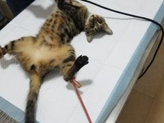 -灵美宠物诊所
